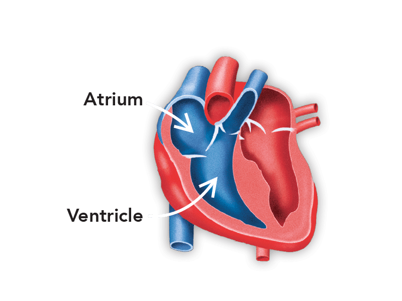 A happy dog needs a healthy heart - Boehringer Ingelheim 2019