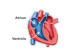 A happy dog needs a healthy heart - Boehringer Ingelheim 2019