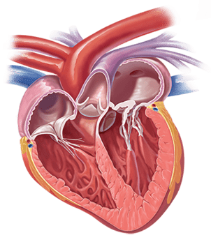 Mitral valve disease - Boehringer Ingelheim 2019