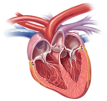 Mitral valve disease - Boehringer Ingelheim 2019