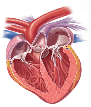 Mitral valve disease - Boehringer Ingelheim 2019